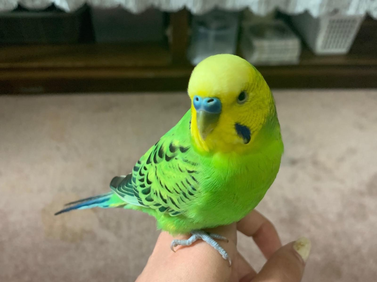 保護された鳥 保護された鳥