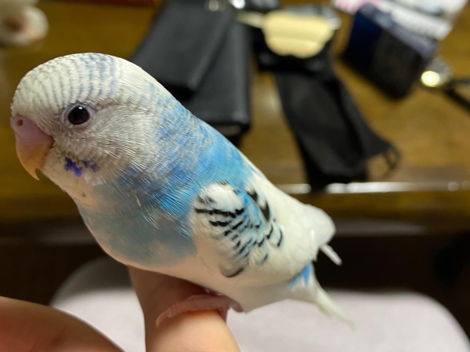 メルちゃん メルちゃん