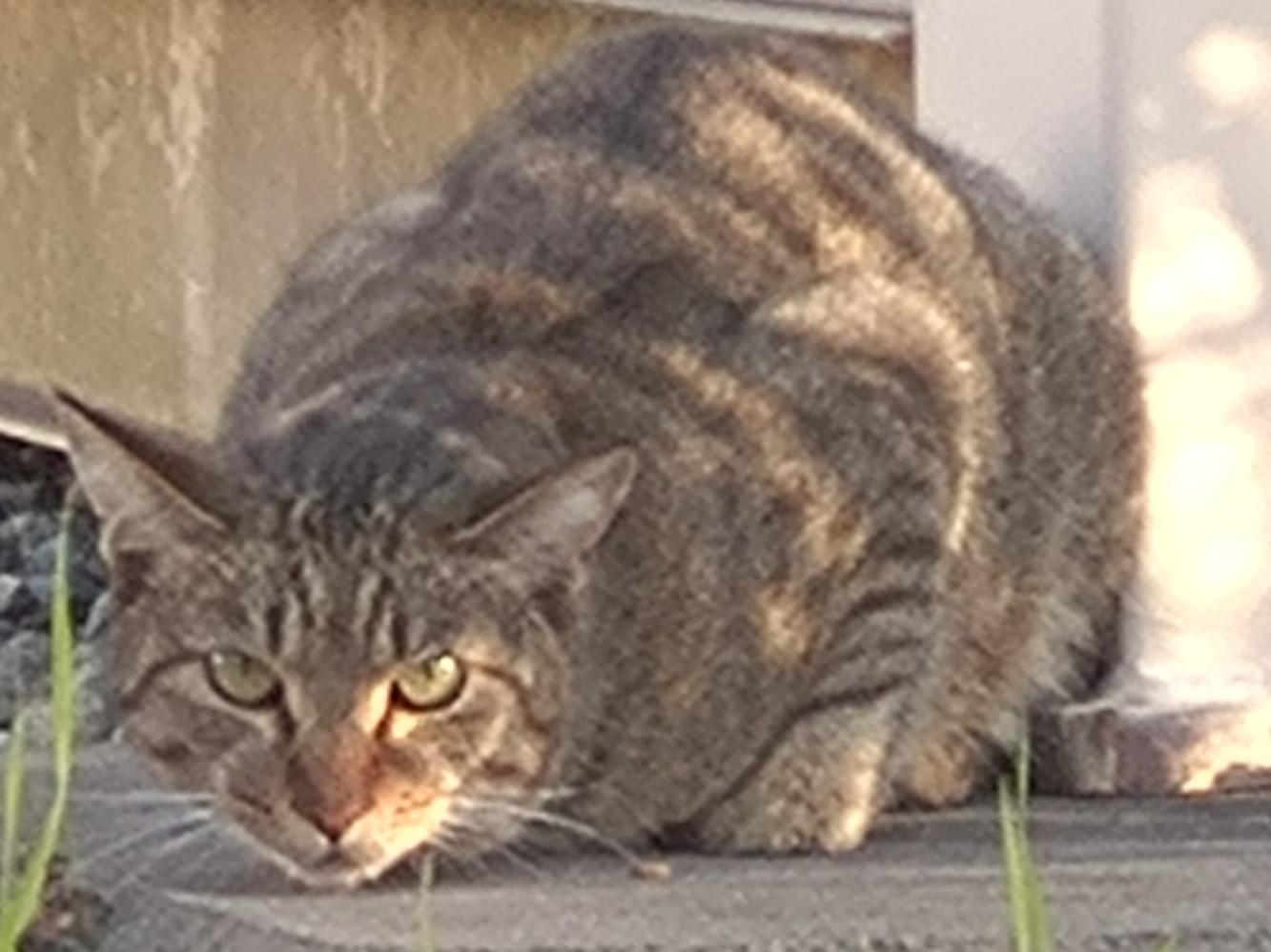 目撃された猫 目撃された猫