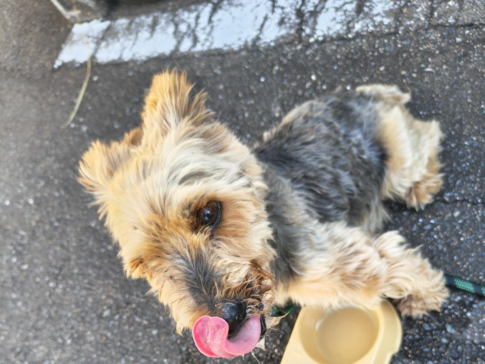 保護された犬