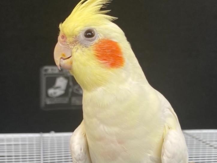 ててちゃん ててちゃん