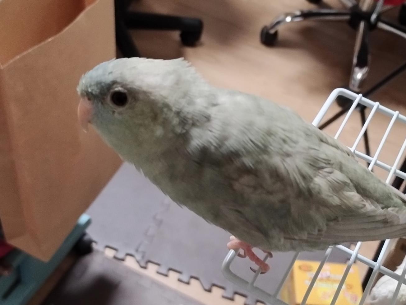よもぎちゃん