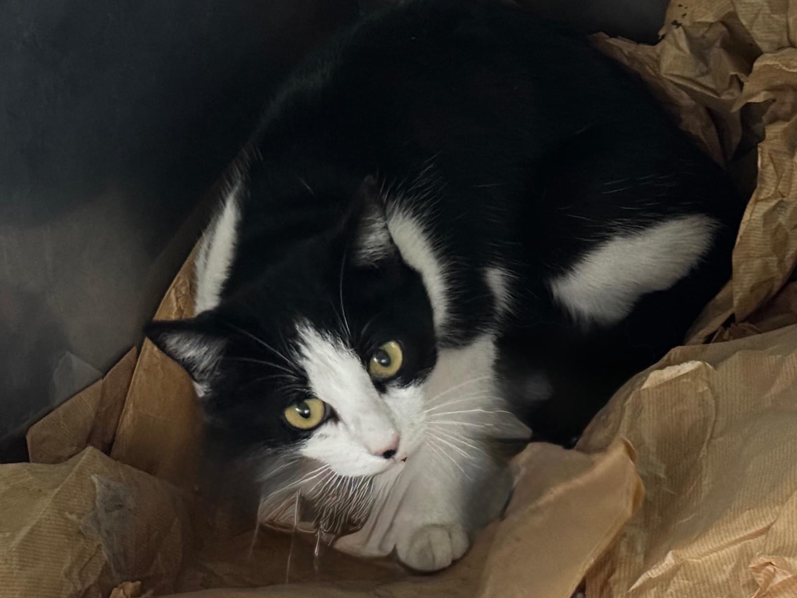 保護された猫