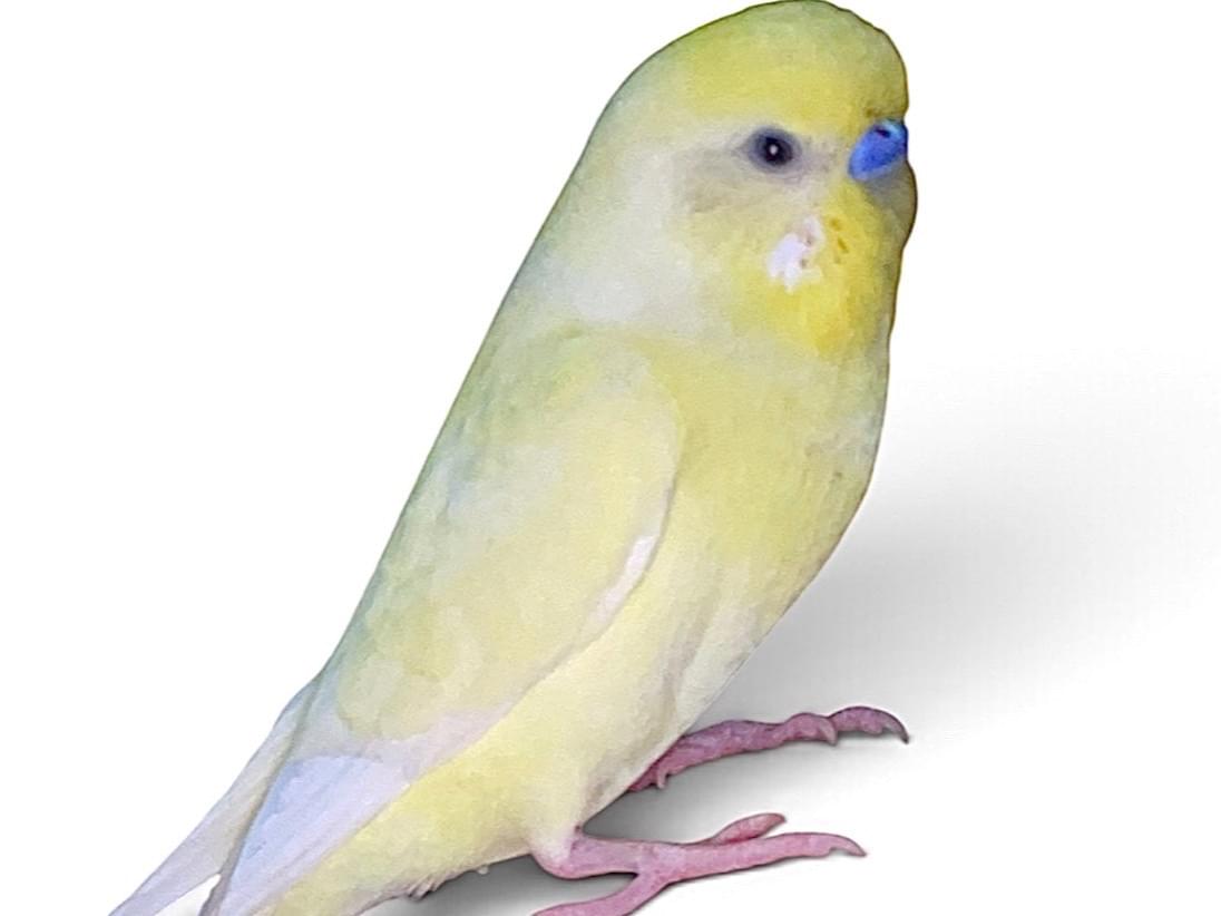 レティちゃん レティちゃん