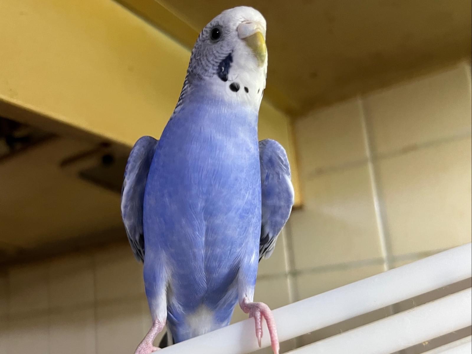 むぎちゃん むぎちゃん