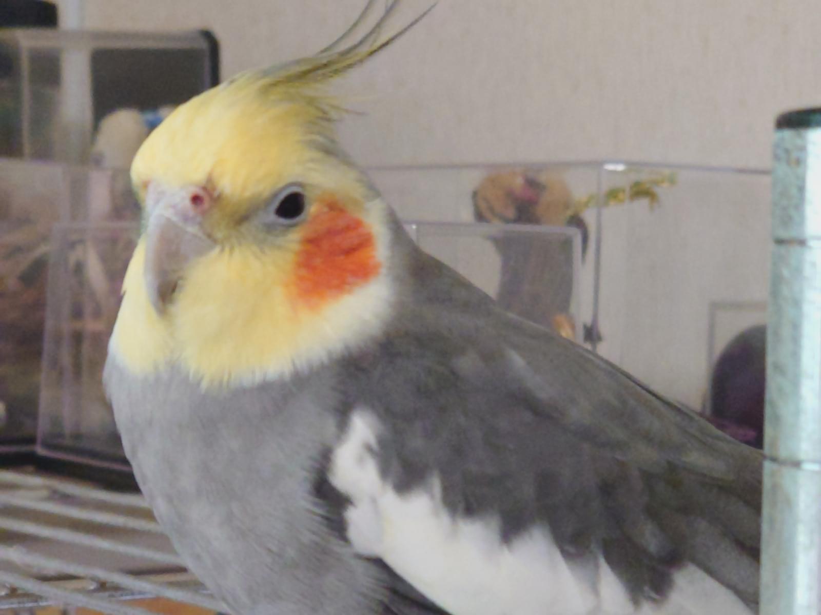 おーちゃん おーちゃん