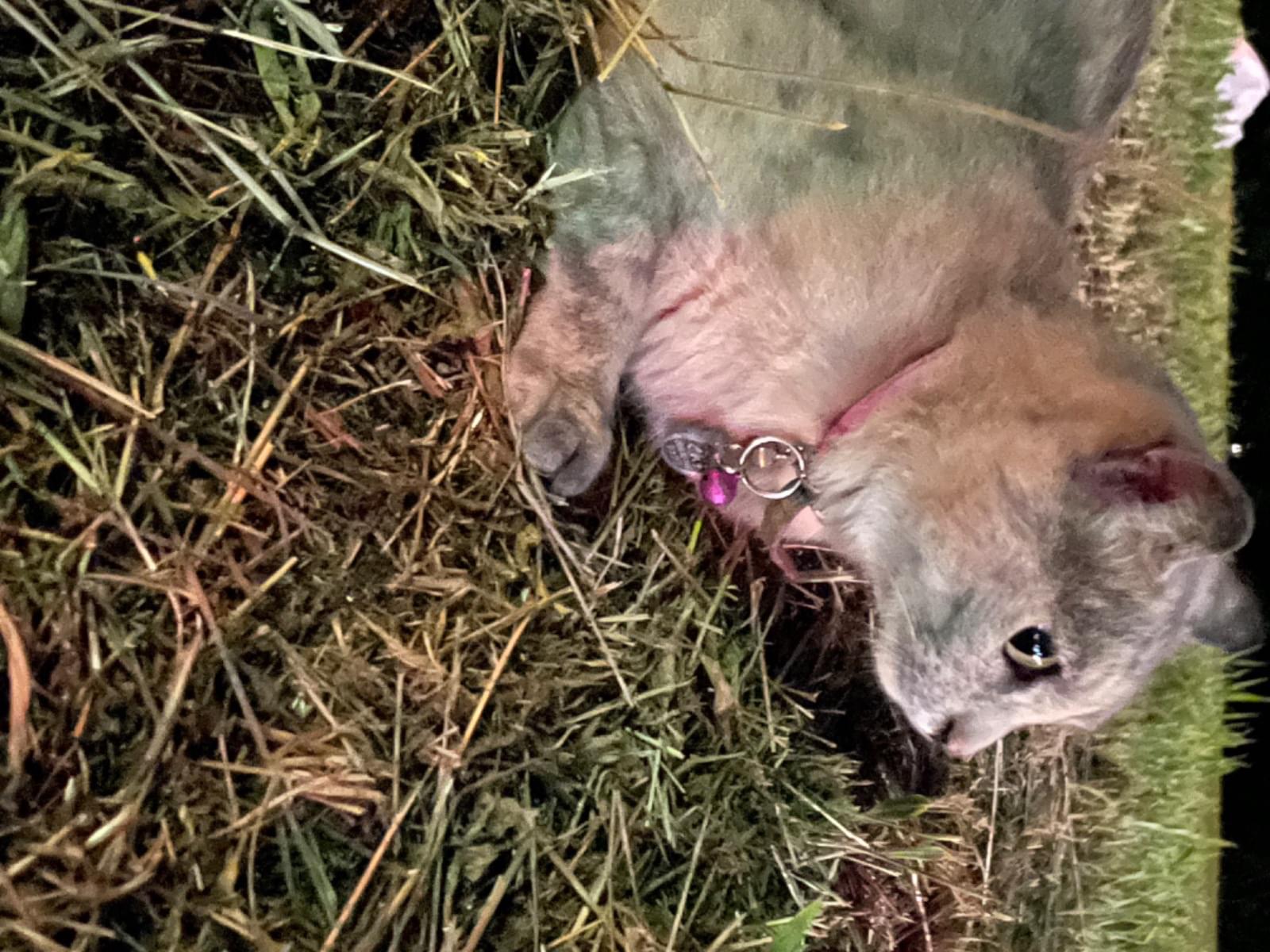 目撃された猫 目撃された猫