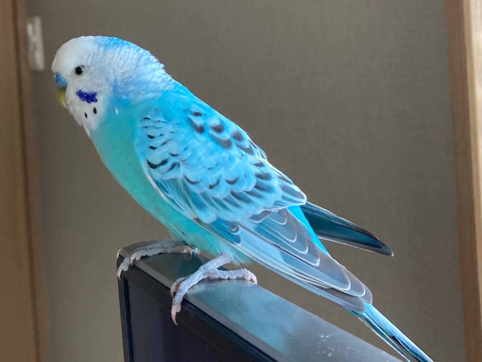 保護された鳥 保護された鳥
