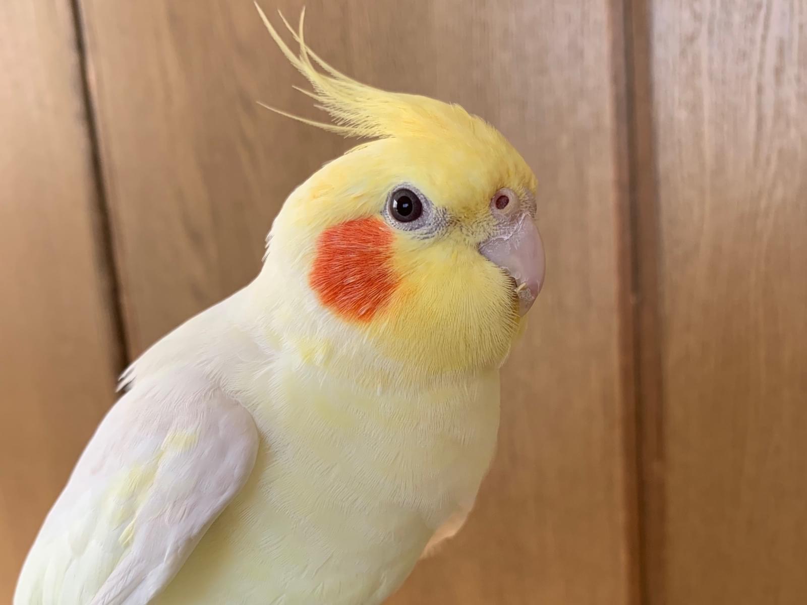 ポポちゃん ポポちゃん