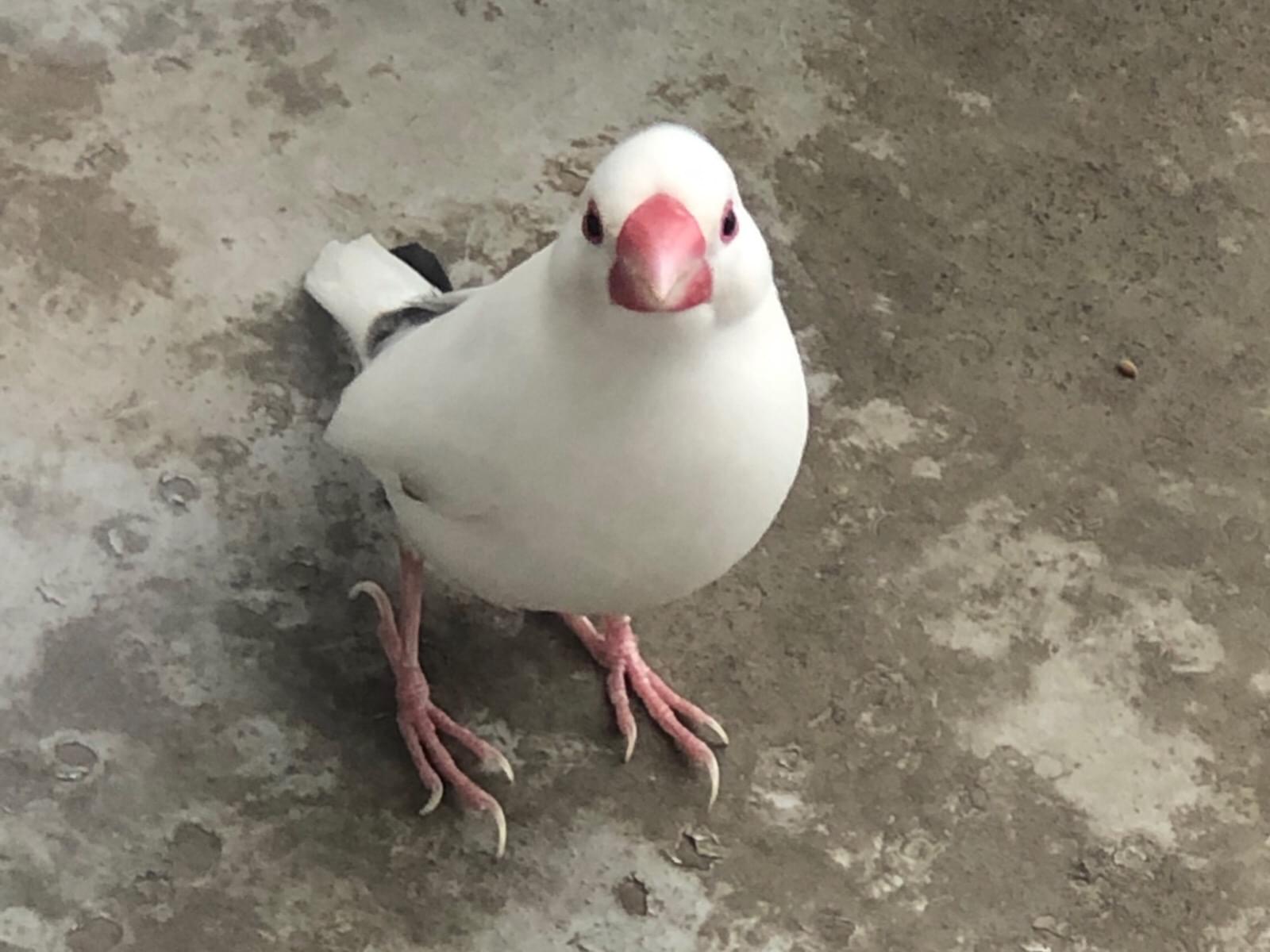 保護された鳥 保護された鳥