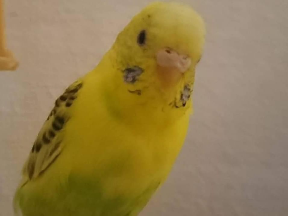 ピノちゃん ピノちゃん