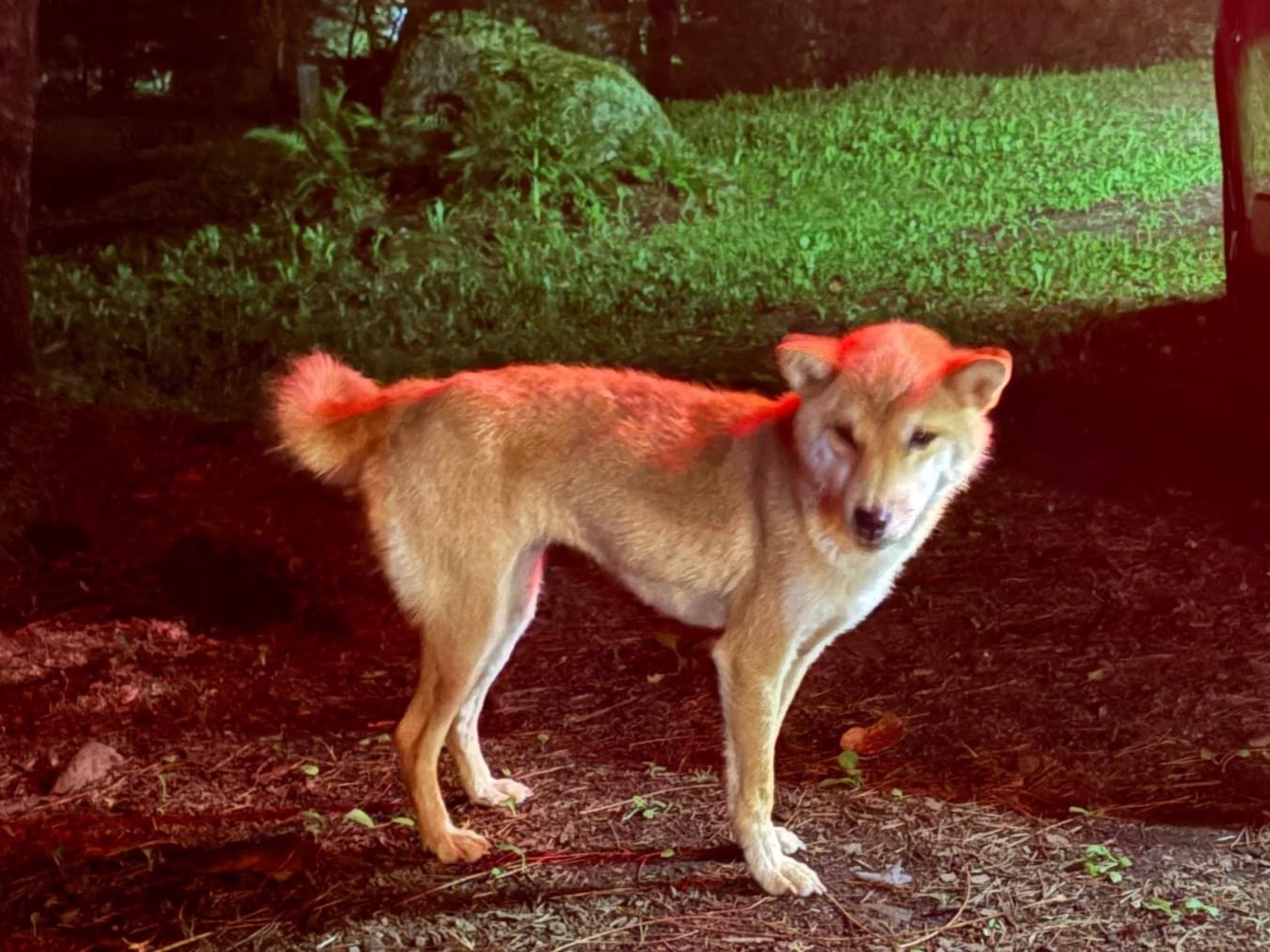 目撃された犬 目撃された犬