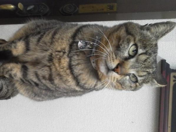たまちゃん たまちゃん