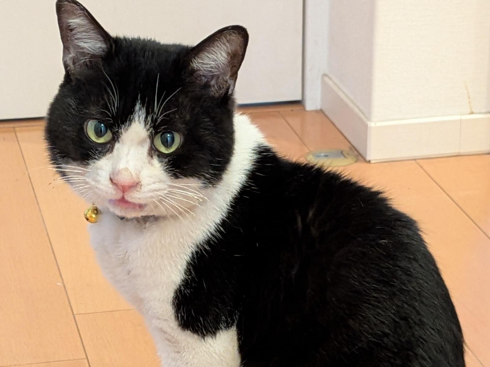 保護された猫