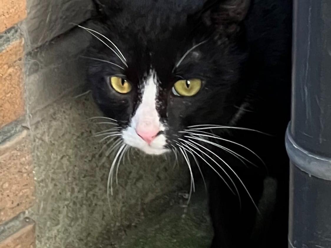 目撃された猫 目撃された猫
