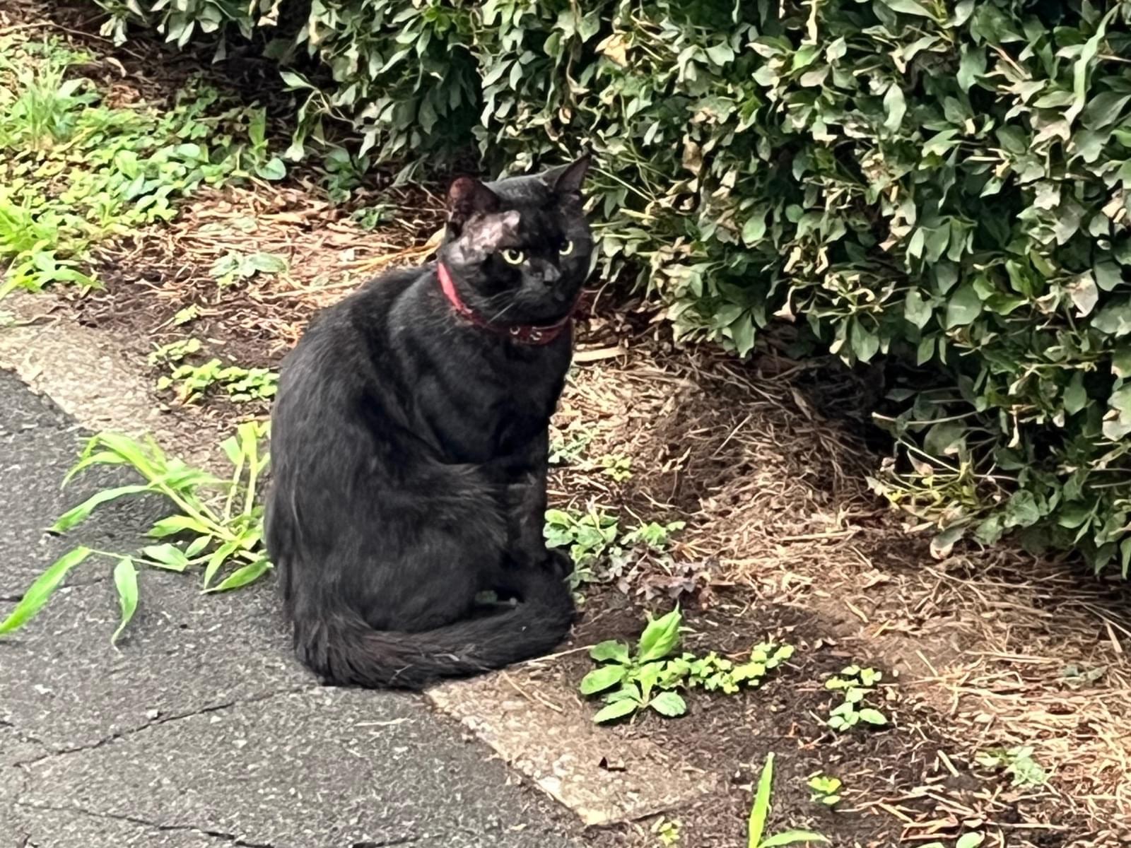 目撃された猫 目撃された猫