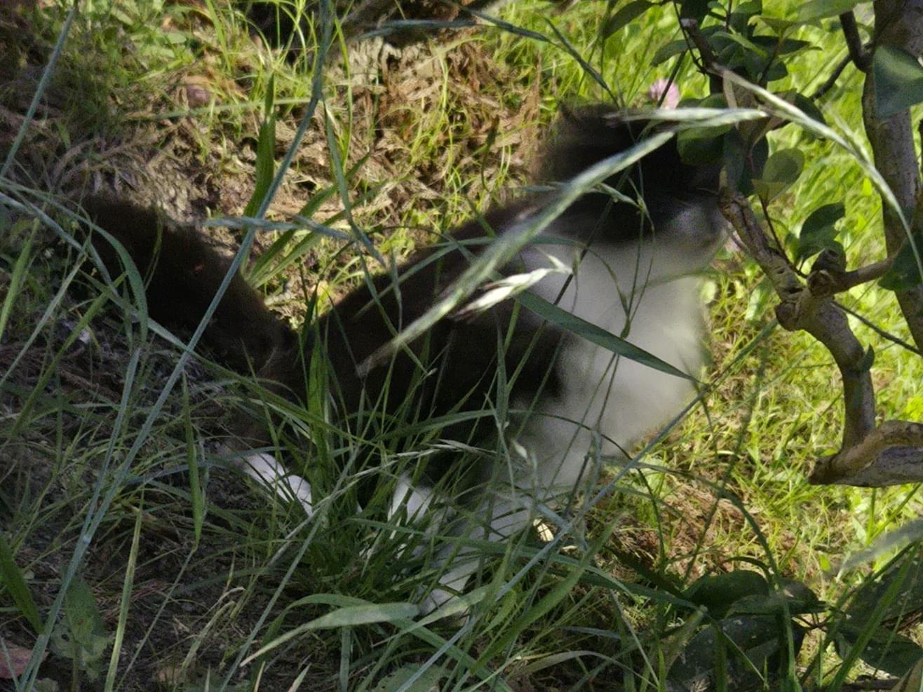 目撃された猫