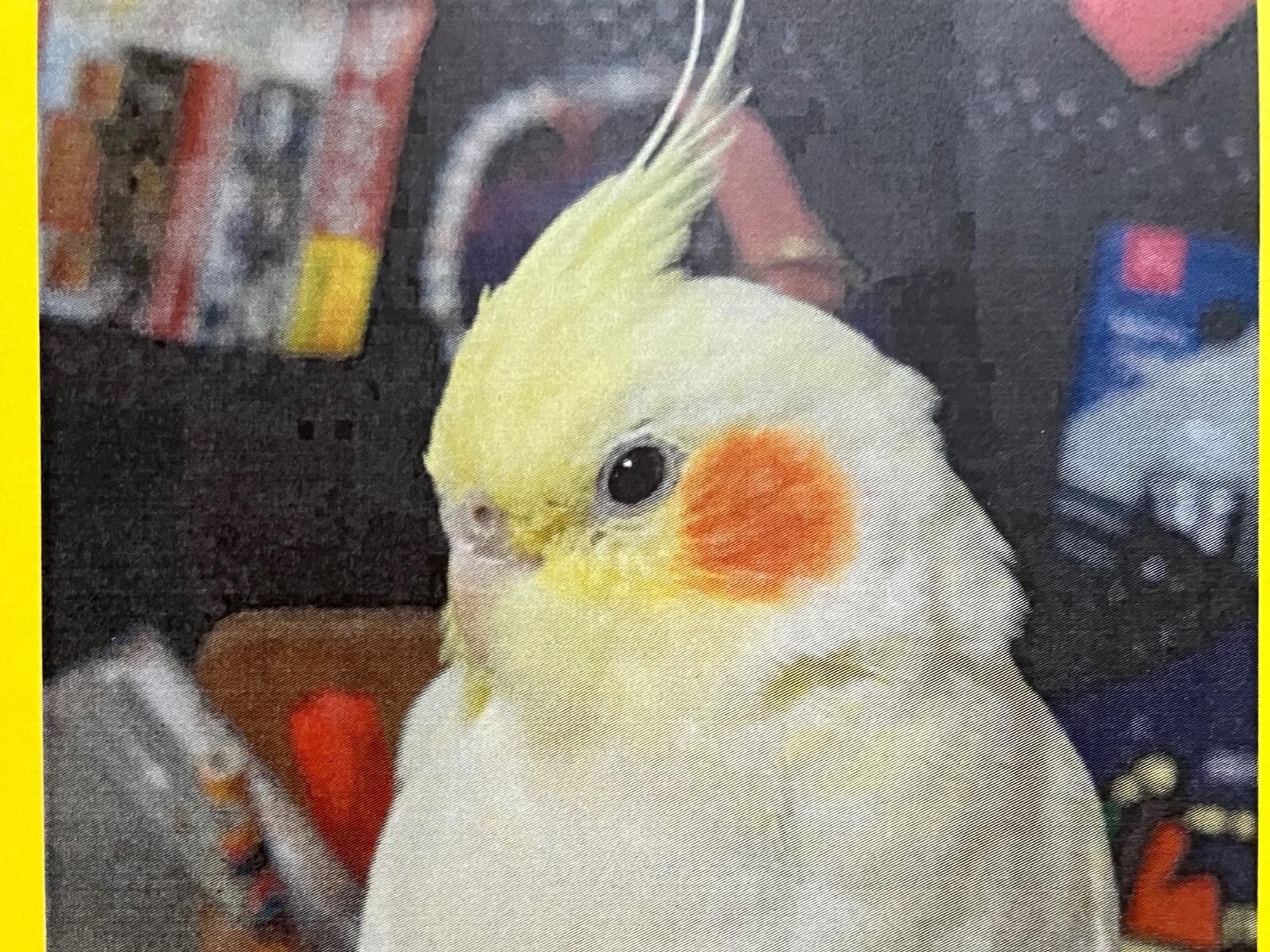 ライムちゃん ライムちゃん
