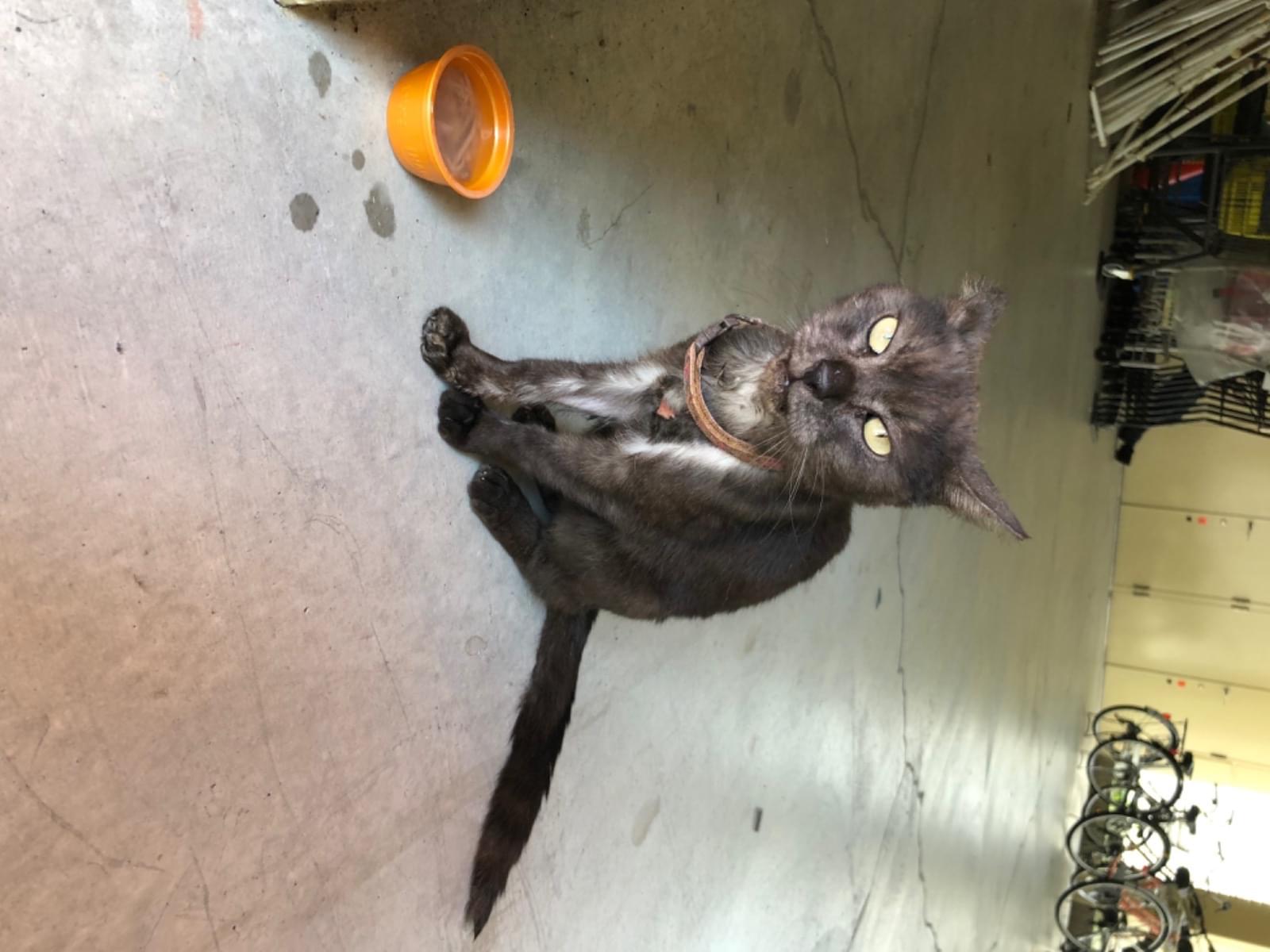目撃された猫 目撃された猫