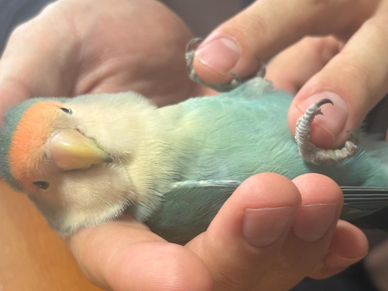 こっちゃん こっちゃん