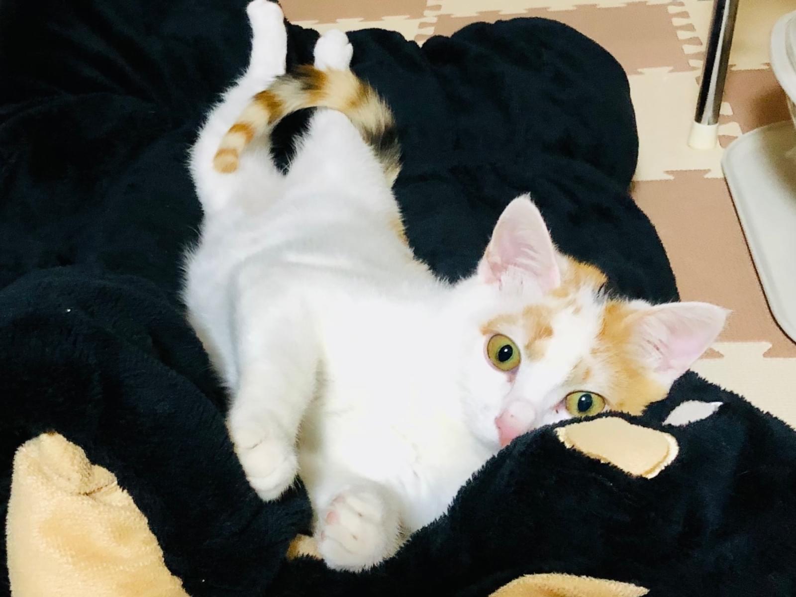 ぽてちちゃん ぽてちちゃん