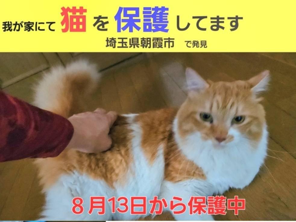 保護された猫 保護された猫