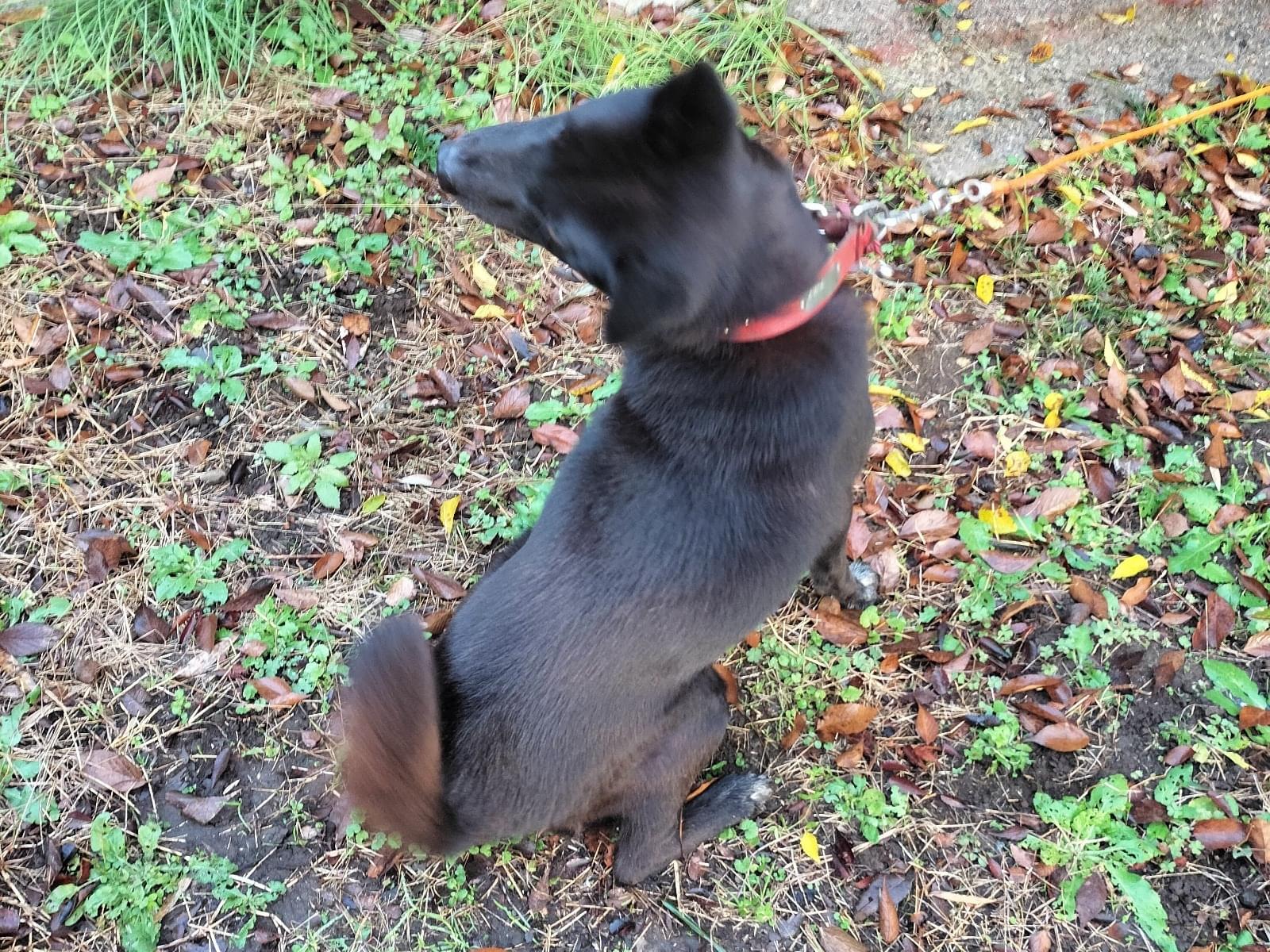 目撃された犬 目撃された犬