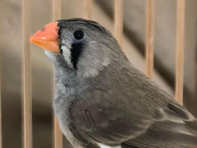 保護された鳥