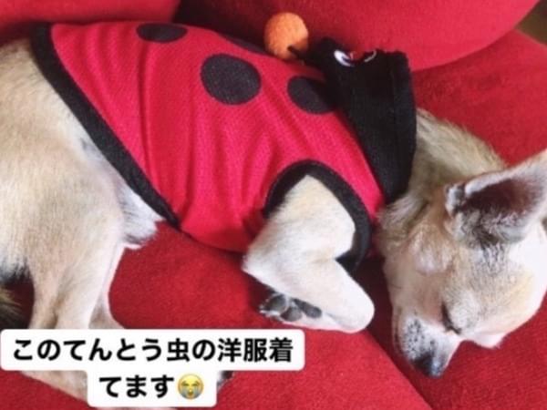 くぅちゃん くぅちゃん