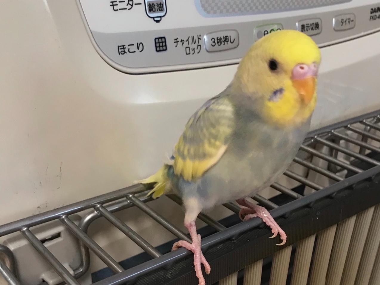 ミントちゃん ミントちゃん