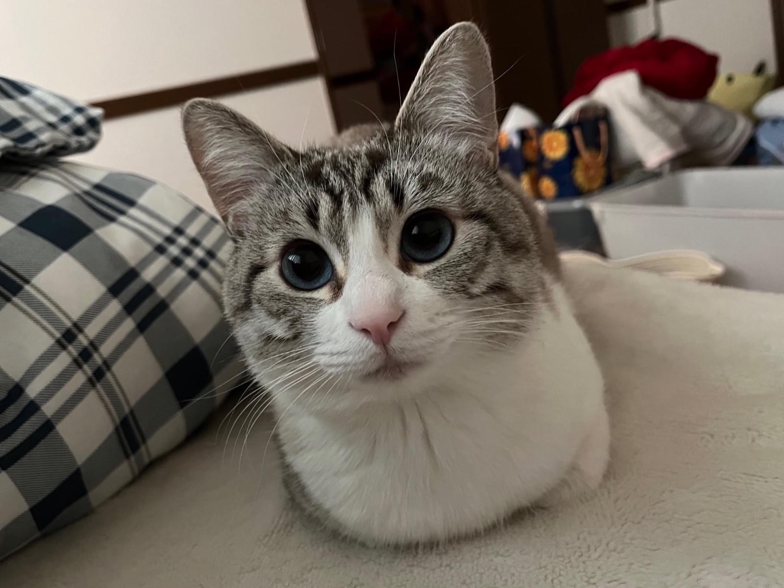 ミユちゃん