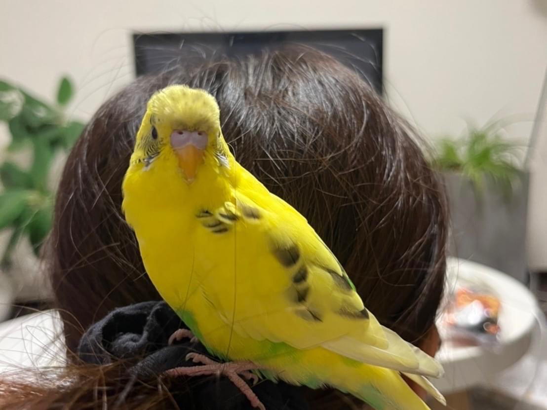 保護された鳥 保護された鳥