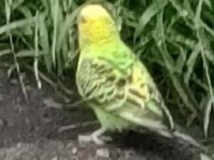 目撃された鳥 目撃された鳥
