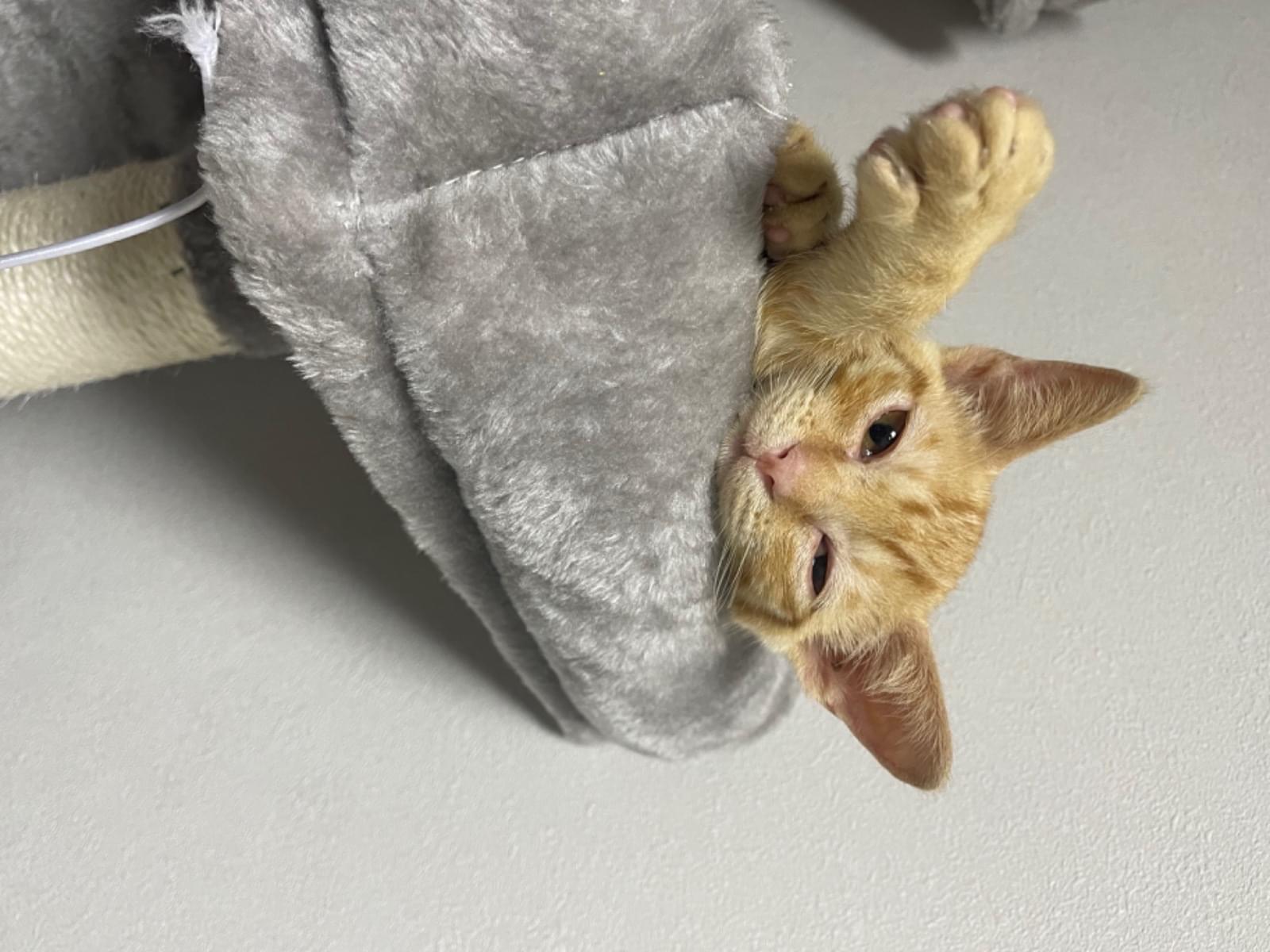 シンバちゃん シンバちゃん