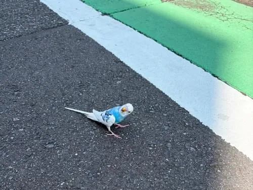 インコちゃん見かけました