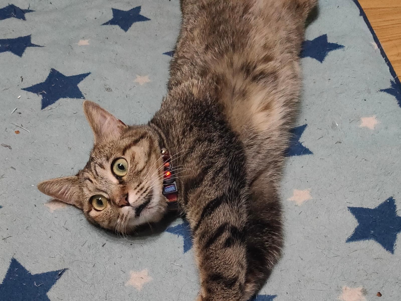 ニコちゃん ニコちゃん