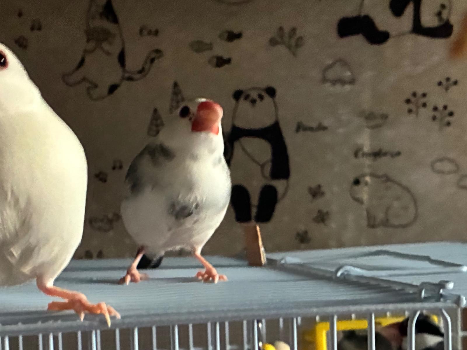 サンダーちゃん