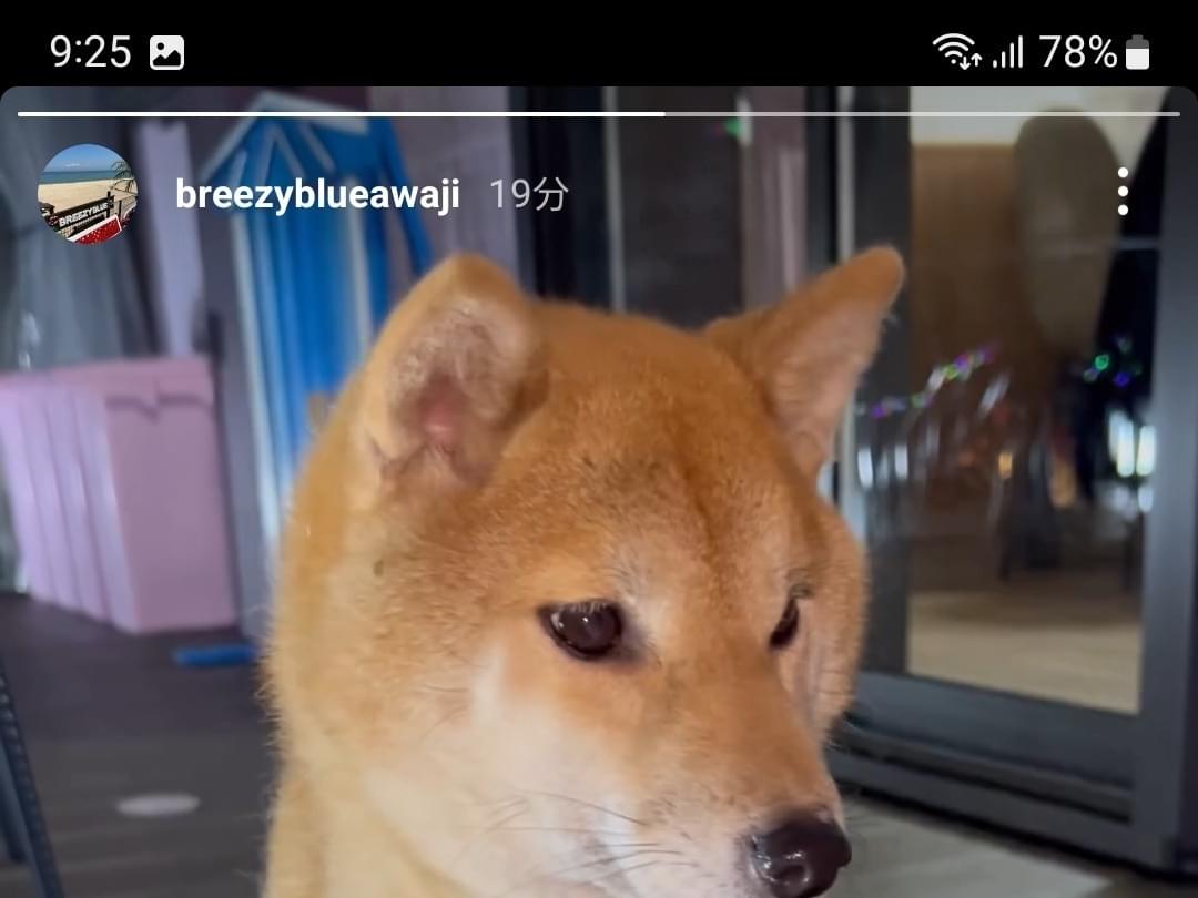 保護された犬 保護された犬