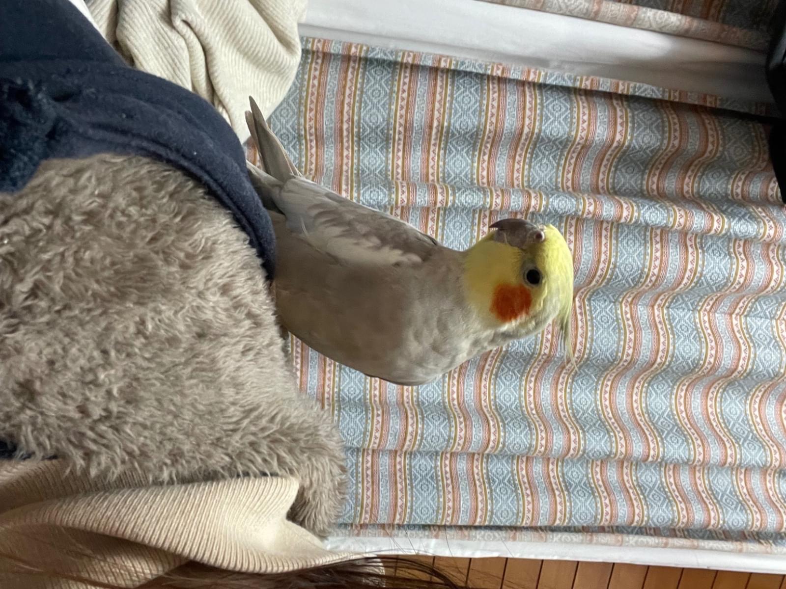 シナモンちゃん シナモンちゃん