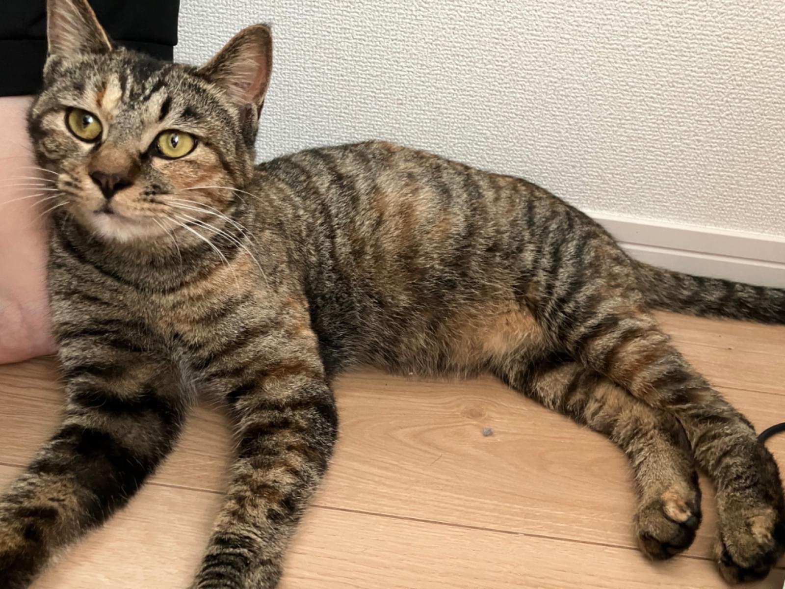 保護された猫 保護された猫