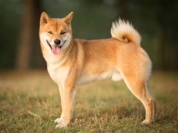 目撃された犬 目撃された犬