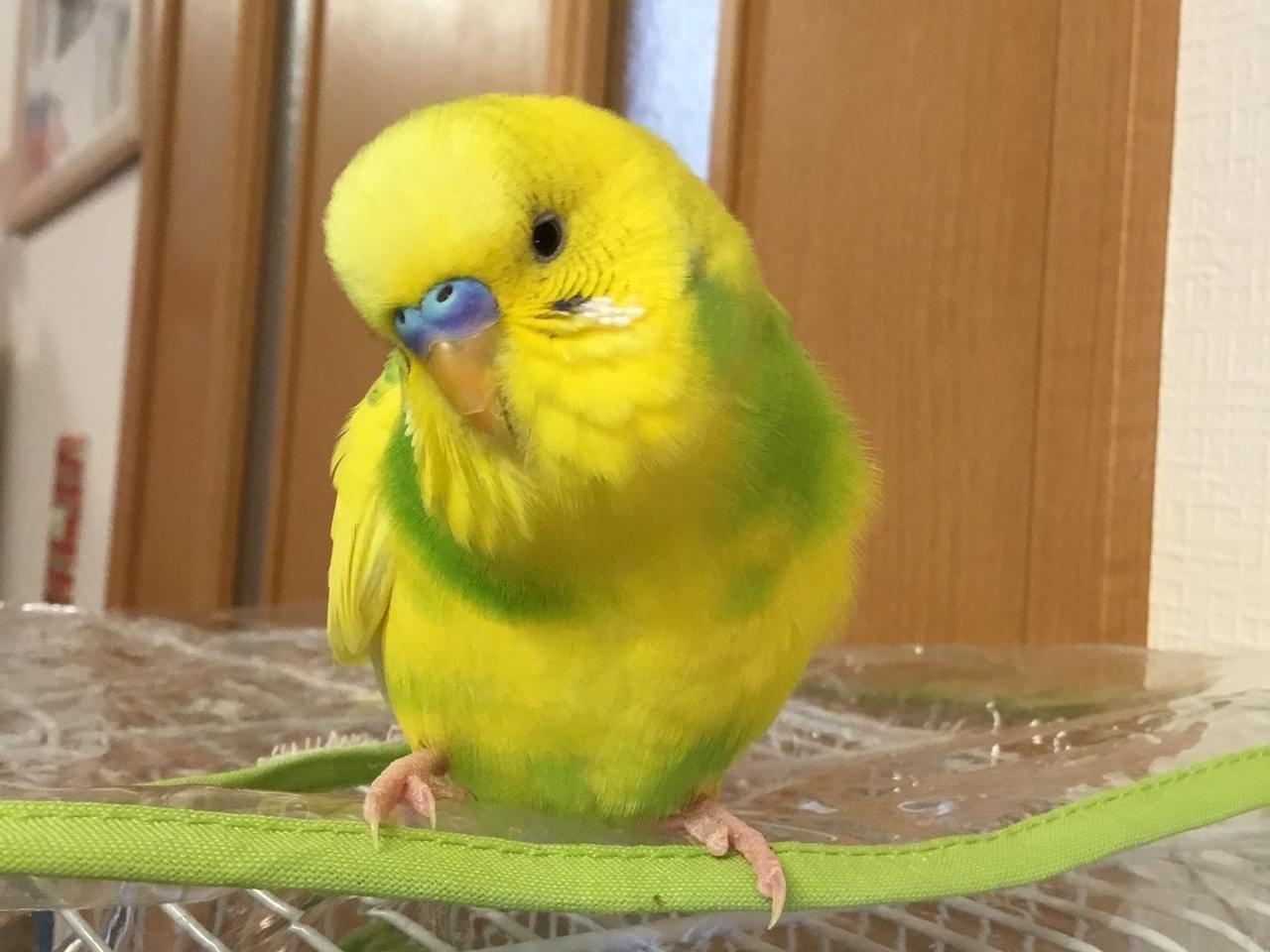 レモンちゃん レモンちゃん