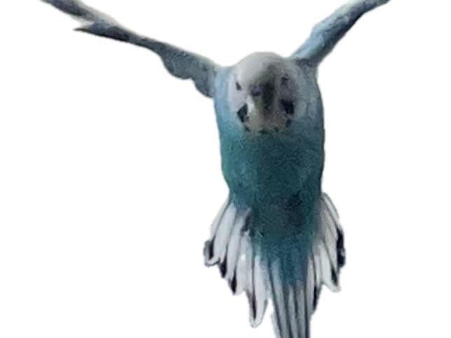 目撃された鳥 目撃された鳥