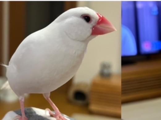 コッシーちゃん