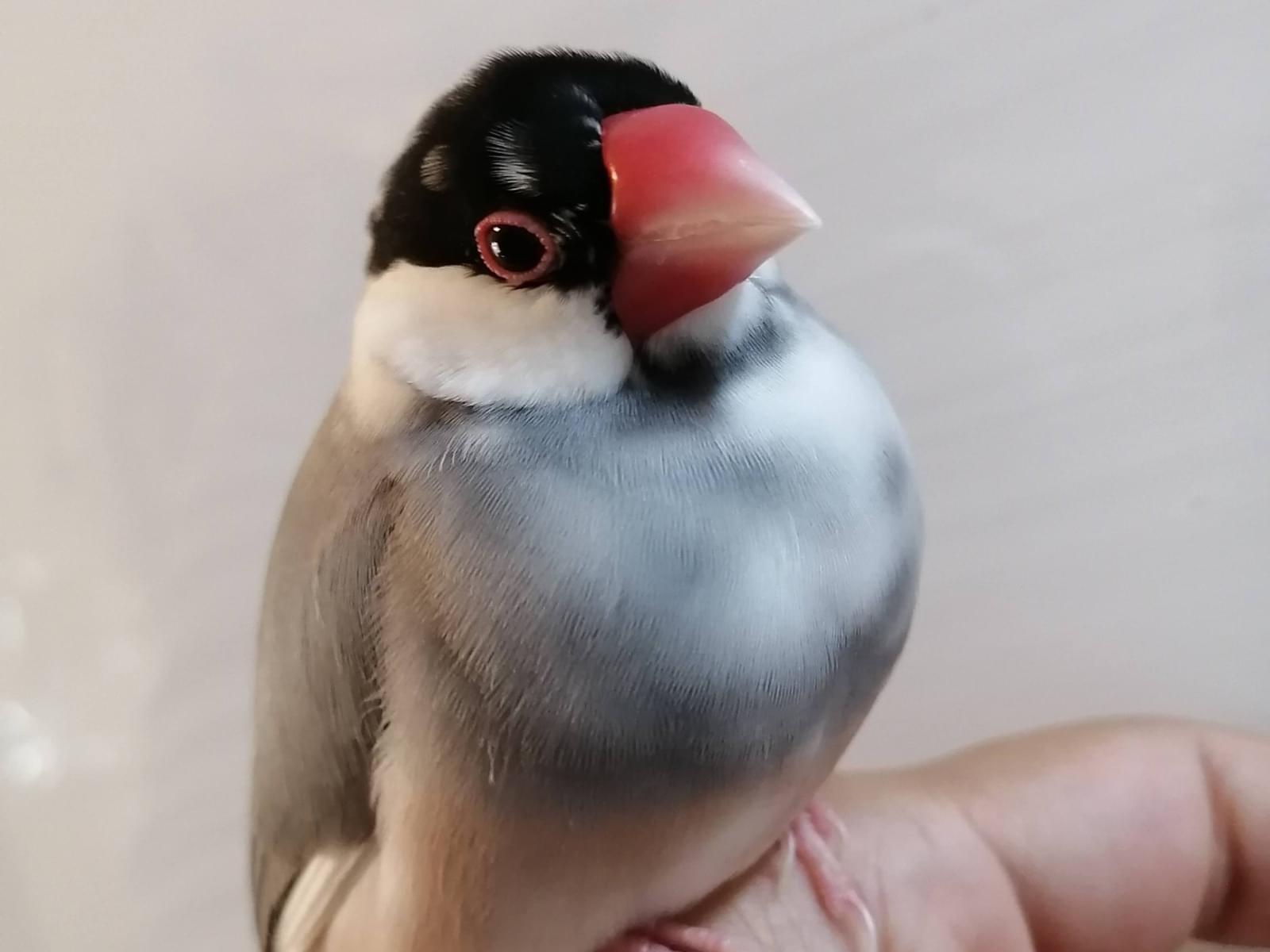 きなこちゃん