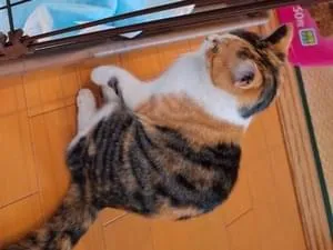 緑色の目をした三毛猫を探しています