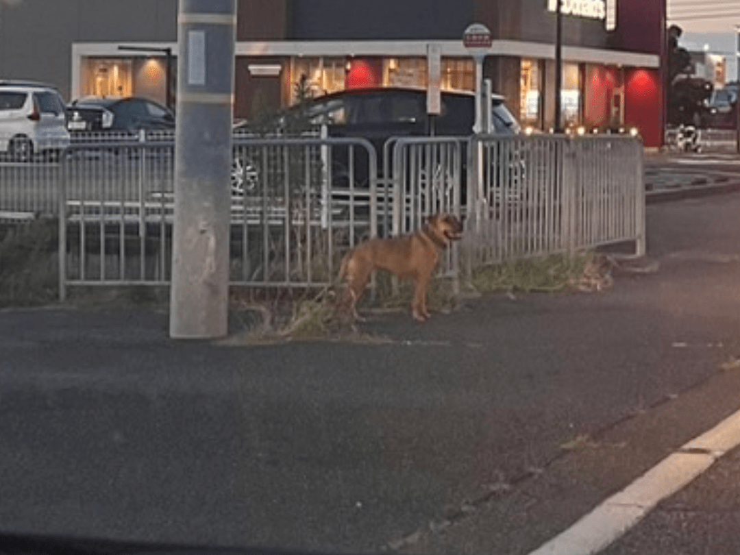 目撃された犬 目撃された犬