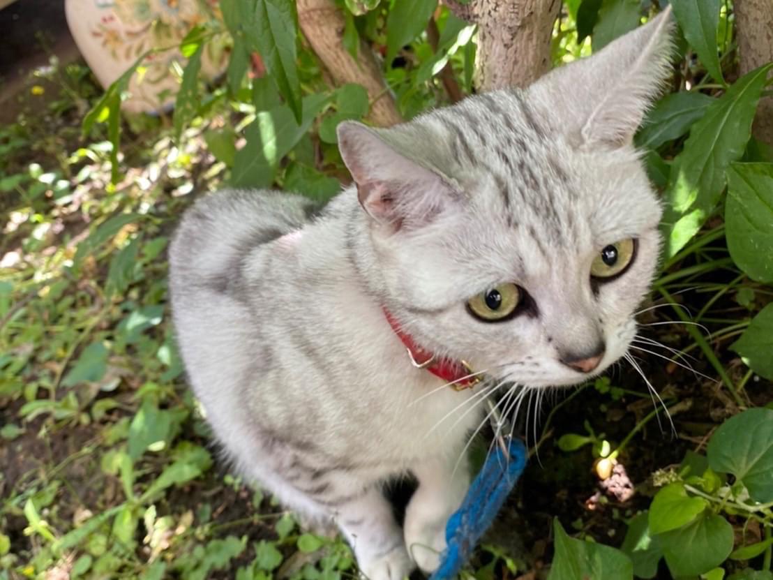 目撃された猫 目撃された猫