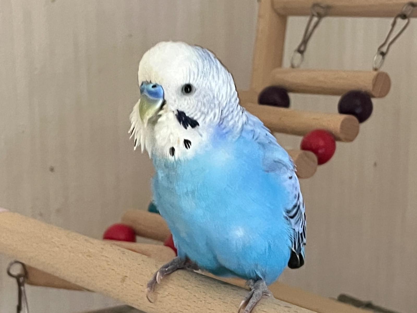ぴーちゃん ぴーちゃん