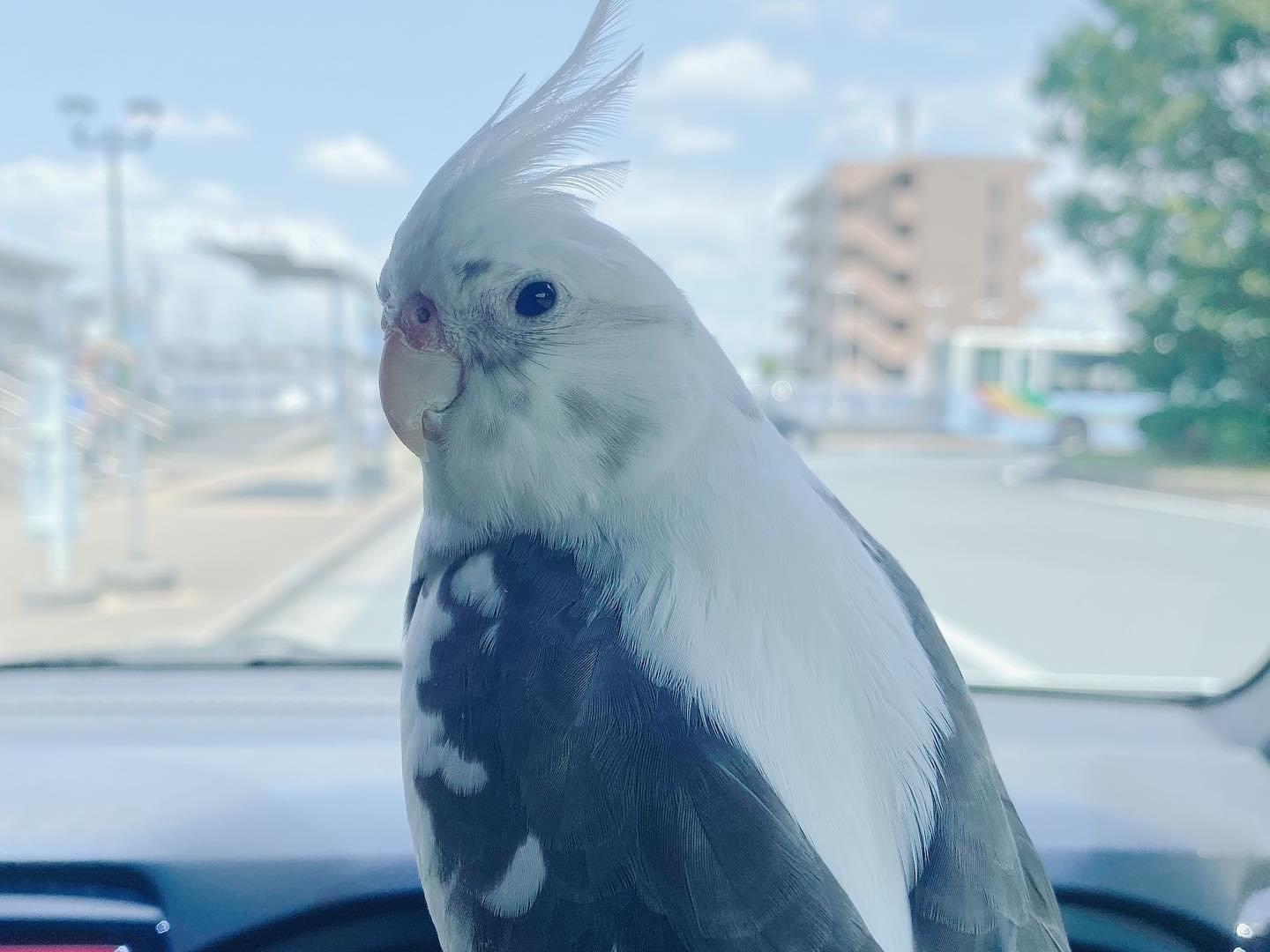 パルちゃん パルちゃん